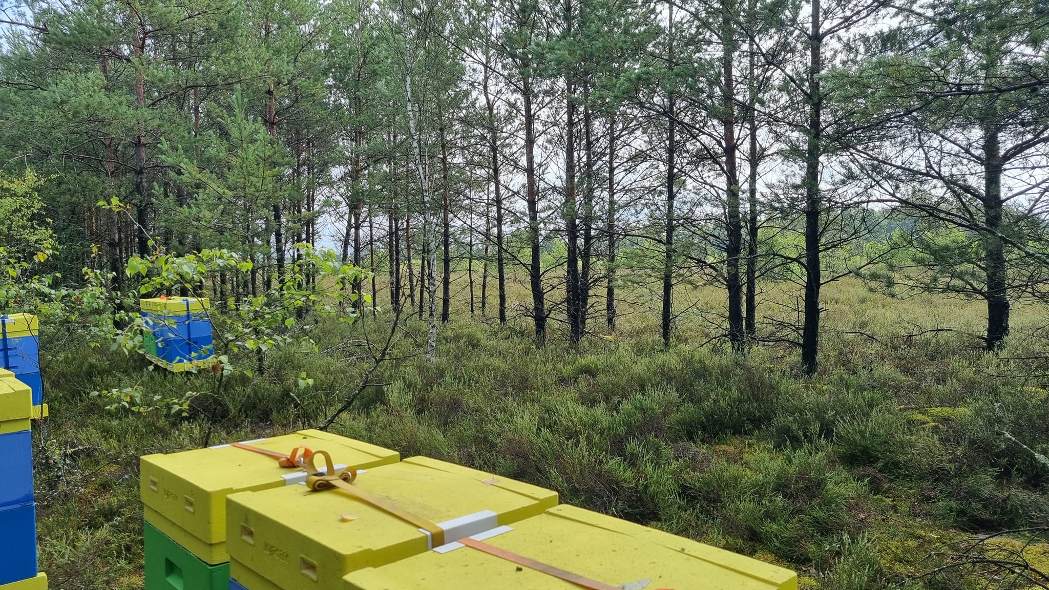 Miód Wielokwiatowy - obrazek 3