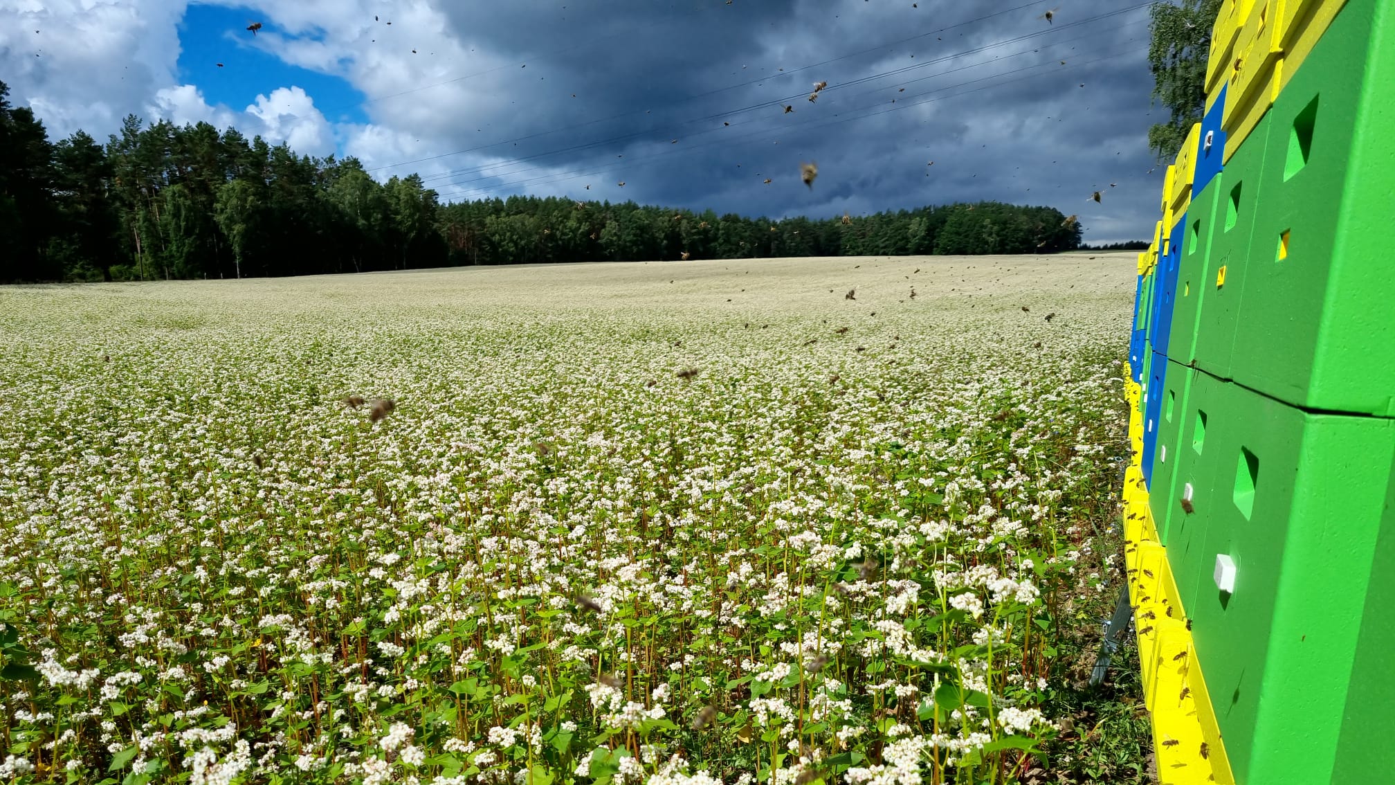 Miód Wielokwiatowy - obrazek 4