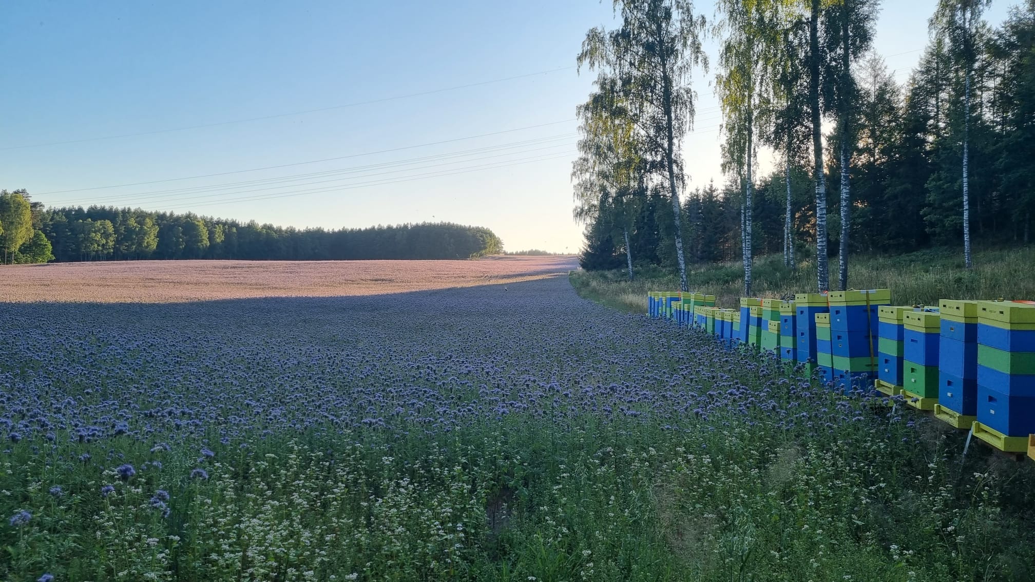 Miód Wielokwiatowy - obrazek 5