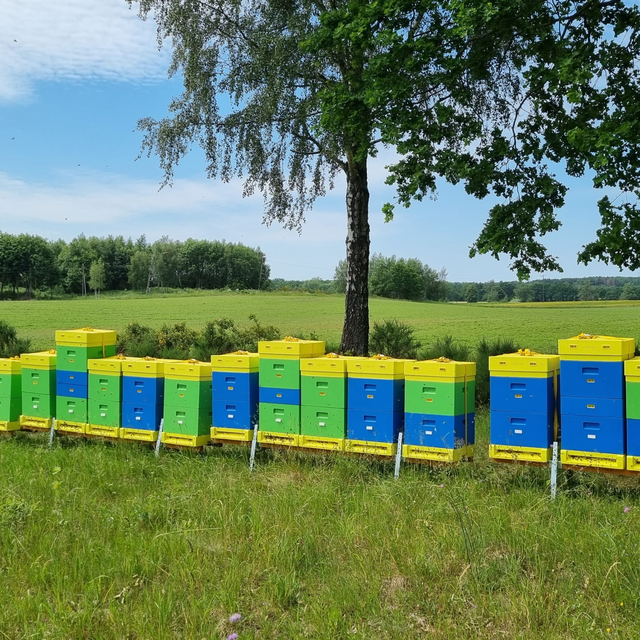 Miód Wielokwiatowy - obrazek 2